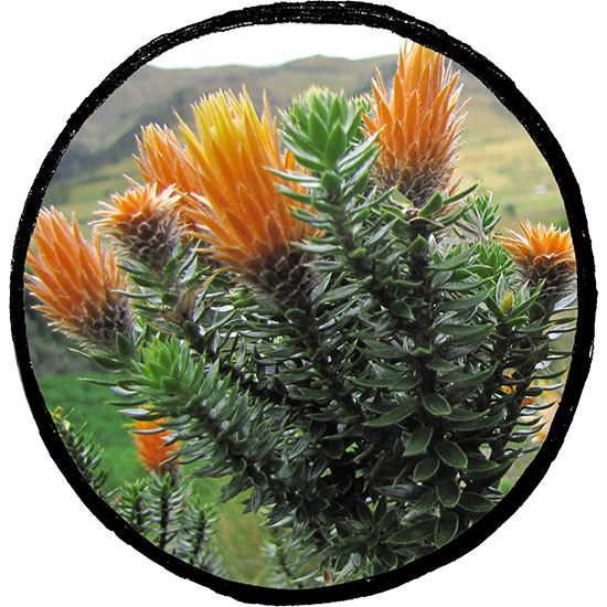 Chuquiragua