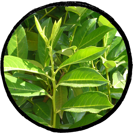 Laurel