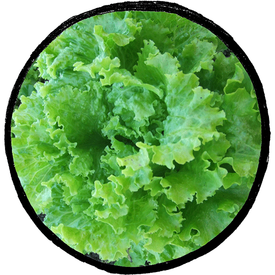 Lechuga