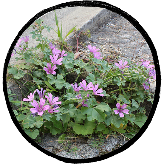 Malva alta