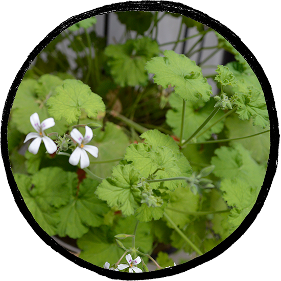 Malva de olor