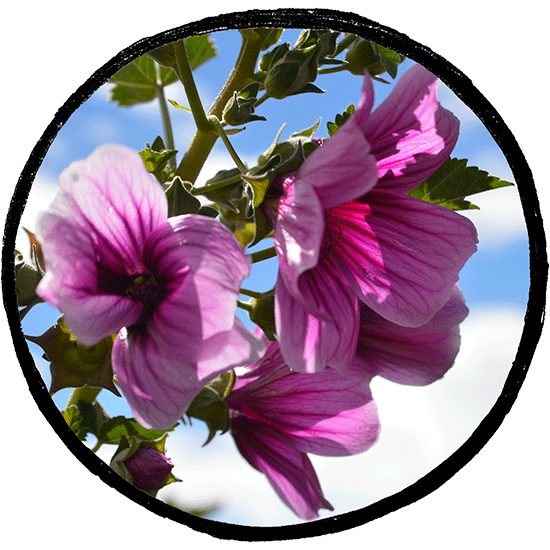 Malva rosada