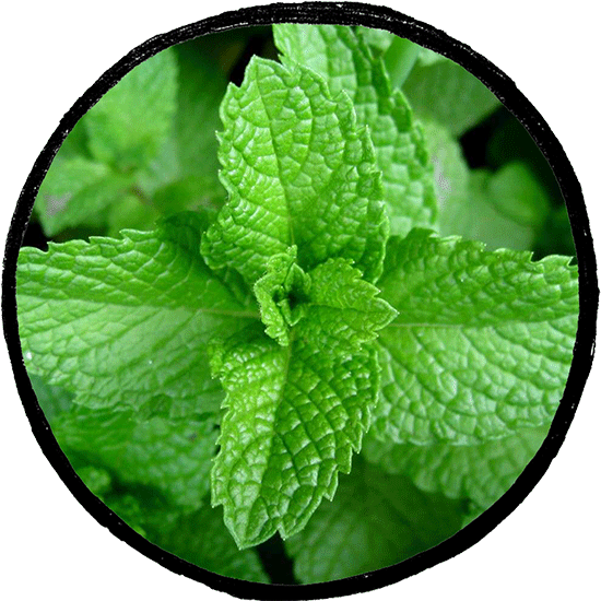Menta