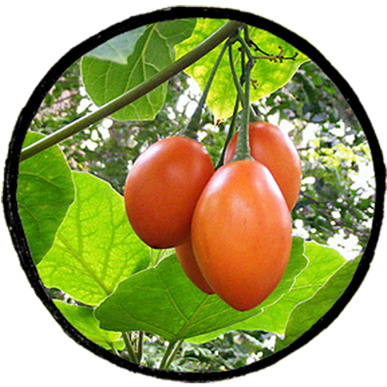Tomate de árbol