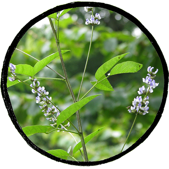 Trinitaria