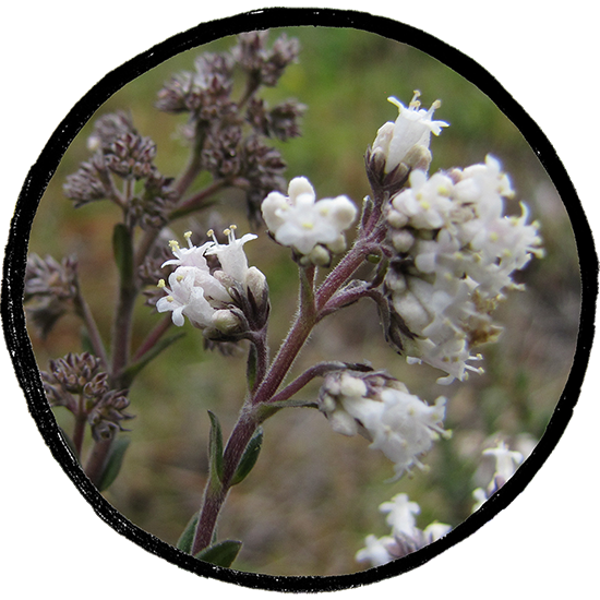 Valeriana