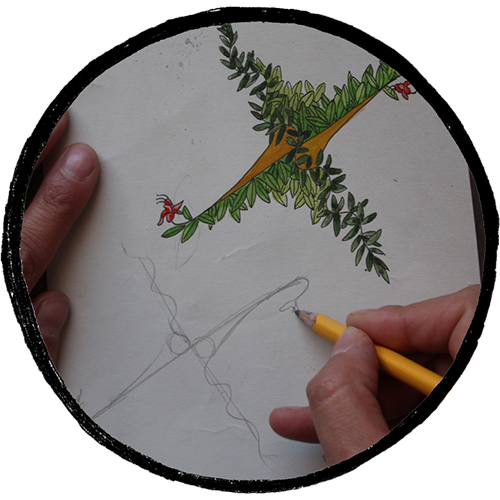 Primer dibujo del jardín